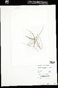 Titanoderma pustulatum image