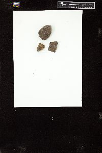 Ralfsia verrucosa image