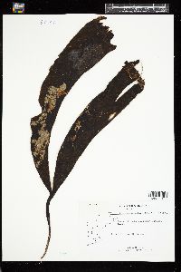 Saccorhiza dermatodea image