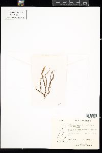 Scytosiphon lomentaria image