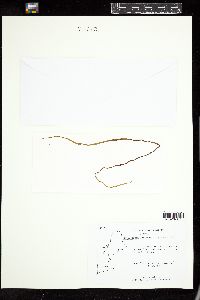 Scytosiphon lomentaria image