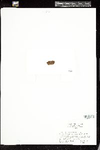Protohalopteris radicans image
