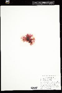 Martensia fragilis image