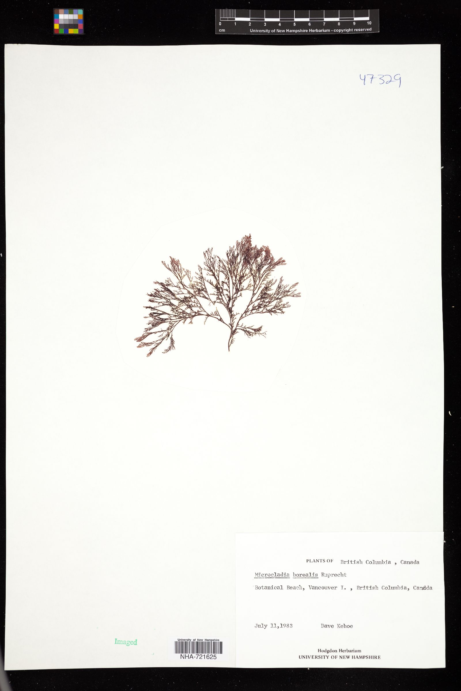 Microcladia borealis image