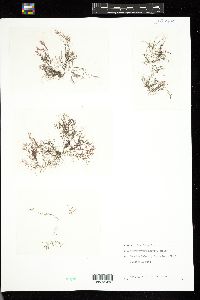Neosiphonia harveyi image