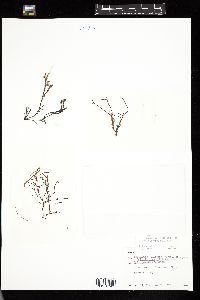 Gracilaria tikvahiae image