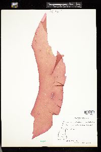 Halymenia californica image