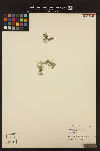 Cladophora trichotoma image