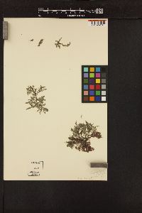 Pterosiphonia hamata image