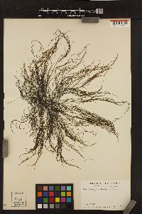 Haplogloia andersonii image