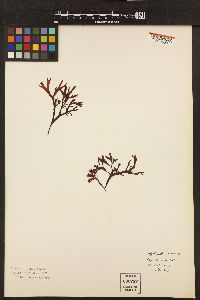 Mastocarpus cristatus image