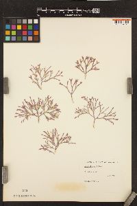 Pachyarthron orbignianum subsp. dichotomum image