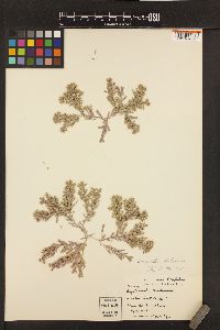 Bossiella chiloensis image