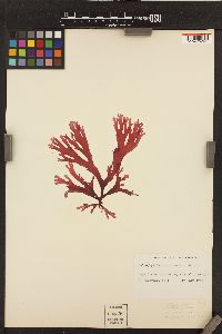 Callophyllis obtusifolia image