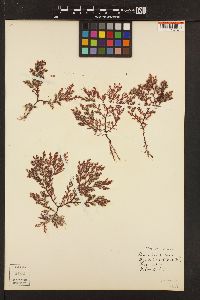 Plocamium violaceum image