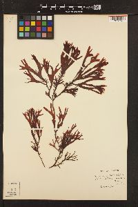Mastocarpus cristatus image
