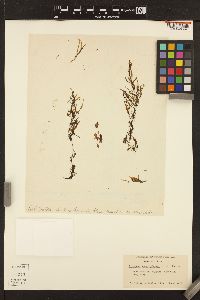 Sargassum angustifolium image