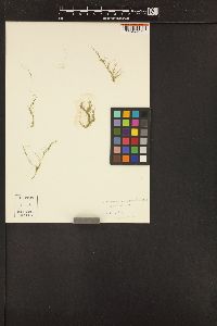 Cladophora microcladioides image