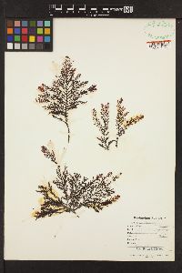 Odonthalia washingtoniensis image