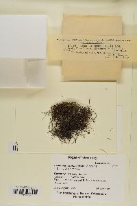Batrachospermum gelatinosum image