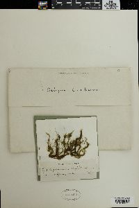 Oedogonium capillaceum image