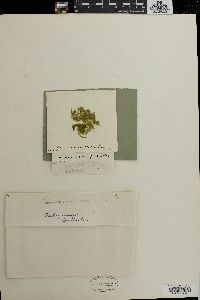 Oedogonium fonticola image