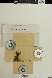 Oedogonium fonticola image