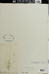 Cladophora mirabilis image