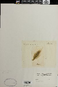 Cladophora rivularis image