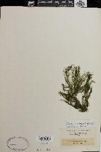 Cladophora flagelliformis image
