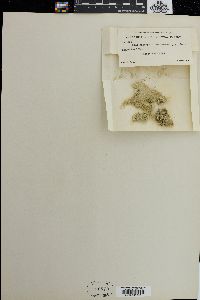 Cladophoropsis membranacea image