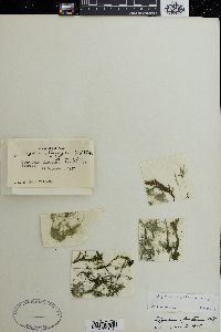 Rhizoclonium fontanum image