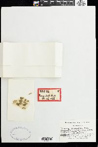 Compsopogon caeruleus image