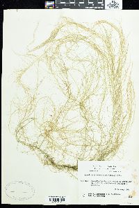 Agardhiella ramosissima image