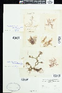 Batrachospermum anatinum image