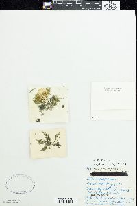Batrachospermum helminthosum image