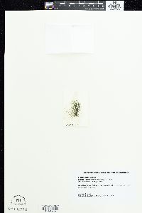 Batrachospermum turfosum image