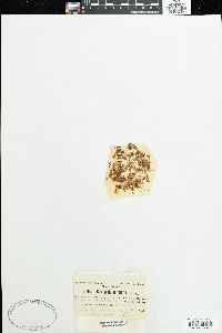 Bostrychia sertularia image