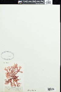 Callophyllis variegata image