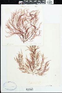 Dasya elegans image