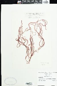 Dasya pedicellata image