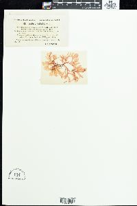 Delesseria denticulata image