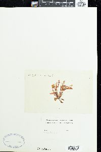 Nitophyllum punctatum image
