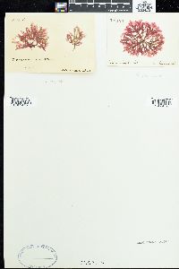 Delesseria ruscifolia image