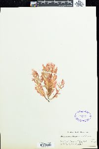 Delesseria sanguinea image