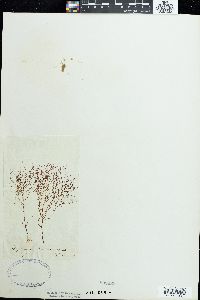 Gigartina purpurascens image