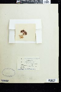 Ahnfeltiopsis flabelliformis image
