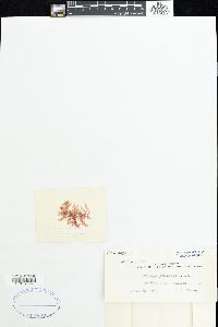 Naccaria corymbosa image