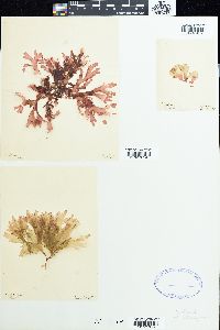 Nitophyllum laceratum image