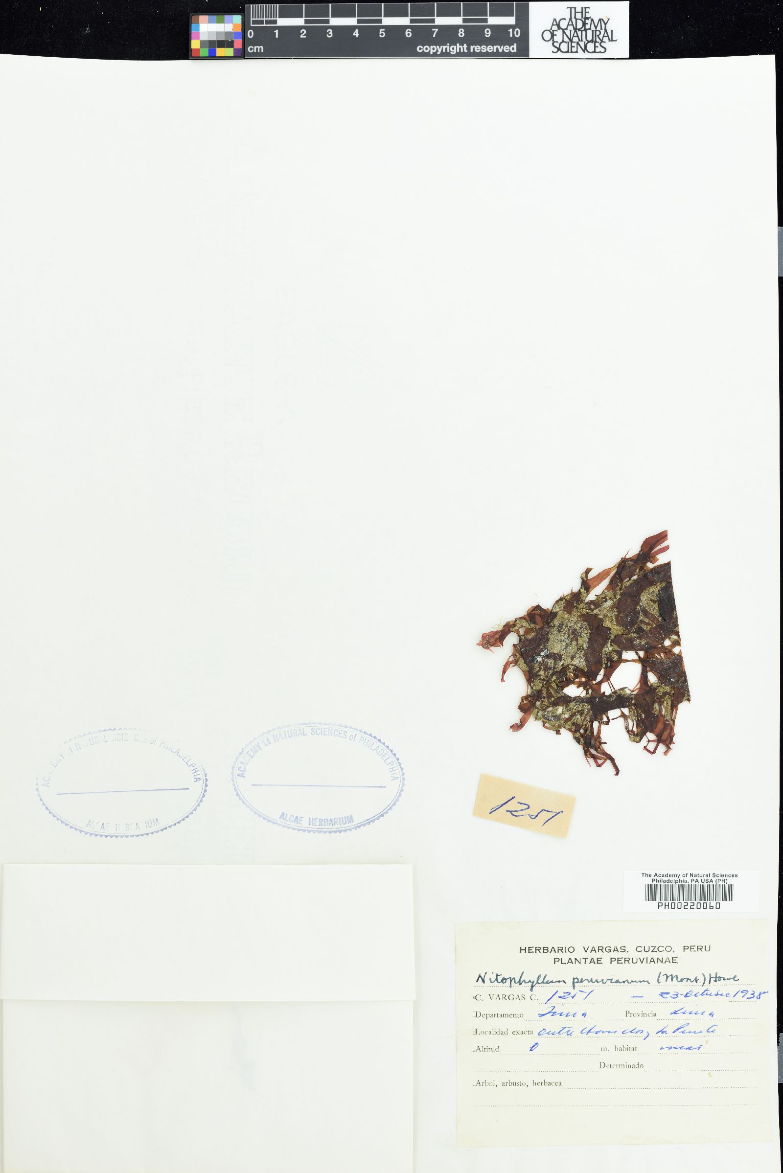 Nitophyllum peruvianum image